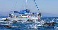 Capt Dave's Dana Point Dolphin & Whale Watching image 4